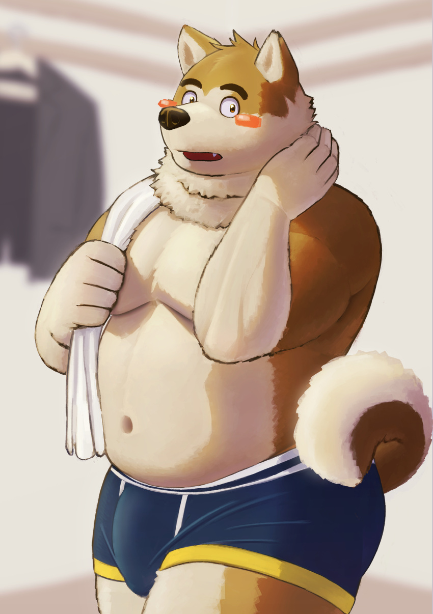 2021 absurd_res akita anthro blush brown_body brown_fur bulge canid canine canis clothing domestic_dog fur genital_outline hi_res humanoid_hands inside kemono kumamikan male mammal moobs navel penis_outline shiba_inu slightly_chubby solo spitz towel towel_on_shoulder underwear