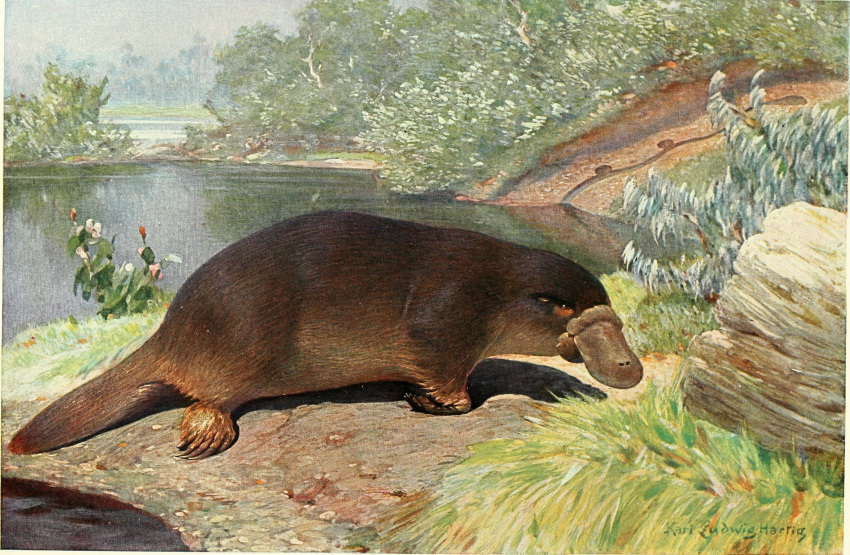 1911 20th_century 5_toes ambiguous_gender ancient_furry_art beak brown_body brown_fur claws detailed_background feet feral fur hi_res karl_ludwig_hartig mammal monotreme nude outside plant platypus quadruped signature solo text toe_claws toes traditional_media_(artwork) water