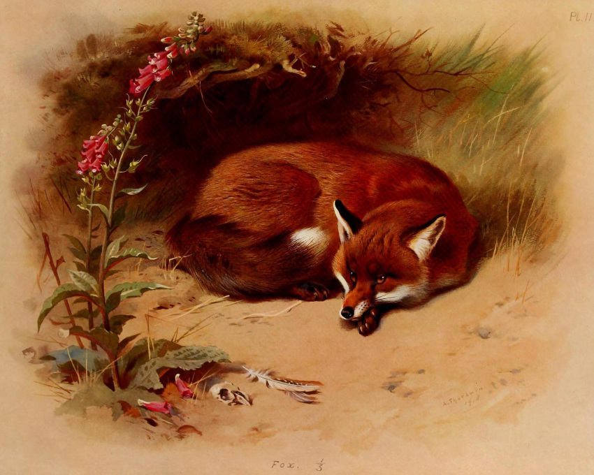 1918 20th_century 5:4 ambiguous_gender ancient_furry_art archibald_thorburn black_nose bone canid canine curled_up dated dipstick_tail english_text feral flower fox foxglove_(plant) fur grass hi_res hole_(pit) loose_feather mammal markings multicolored_body multicolored_fur no_sclera nude plant public_domain red_body red_fox red_fur signature skull solo tail_markings text traditional_media_(artwork) white_body white_fur