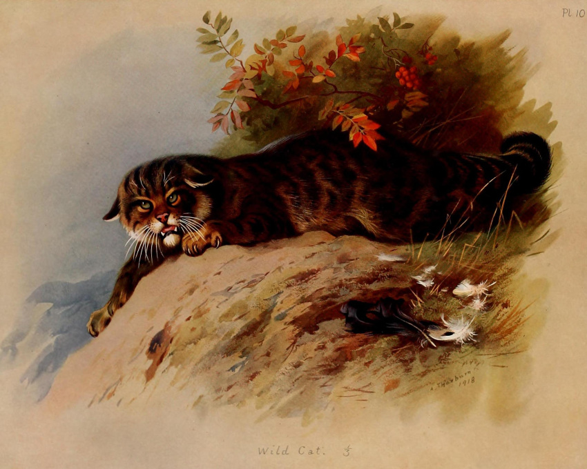 1918 20th_century ambiguous_gender ancient_art archibald_thorburn claws ears_down english_text european_wildcat felid feline felis feral hi_res leaf looking_at_viewer loose_feather mammal no_sclera nude open_mouth outside pivoted_ears public_domain signature solo text toe_claws traditional_media_(artwork) whiskers wildcat