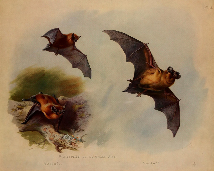 1919 20th_century ambiguous_gender ancient_art archibald_thorburn brown_body brown_fur common_noctule english_text feral flying fur group hi_res membrane_(anatomy) membranous_wings nude public_domain signature species_name text traditional_media_(artwork) wings