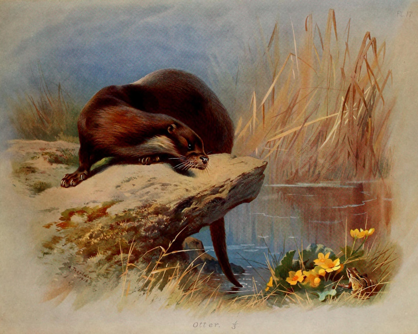 1918 20th_century 5:4 5_toes ambiguous_gender amphibian ancient_art archibald_thorburn beady_eyes black_nose brown_body brown_fur claws detailed_background duo eurasian_otter feet feral flower frog fur hi_res lutra lutrine mammal mustelid nude outside plant public_domain river_otter signature solo_focus toe_claws toes traditional_media_(artwork) water whiskers