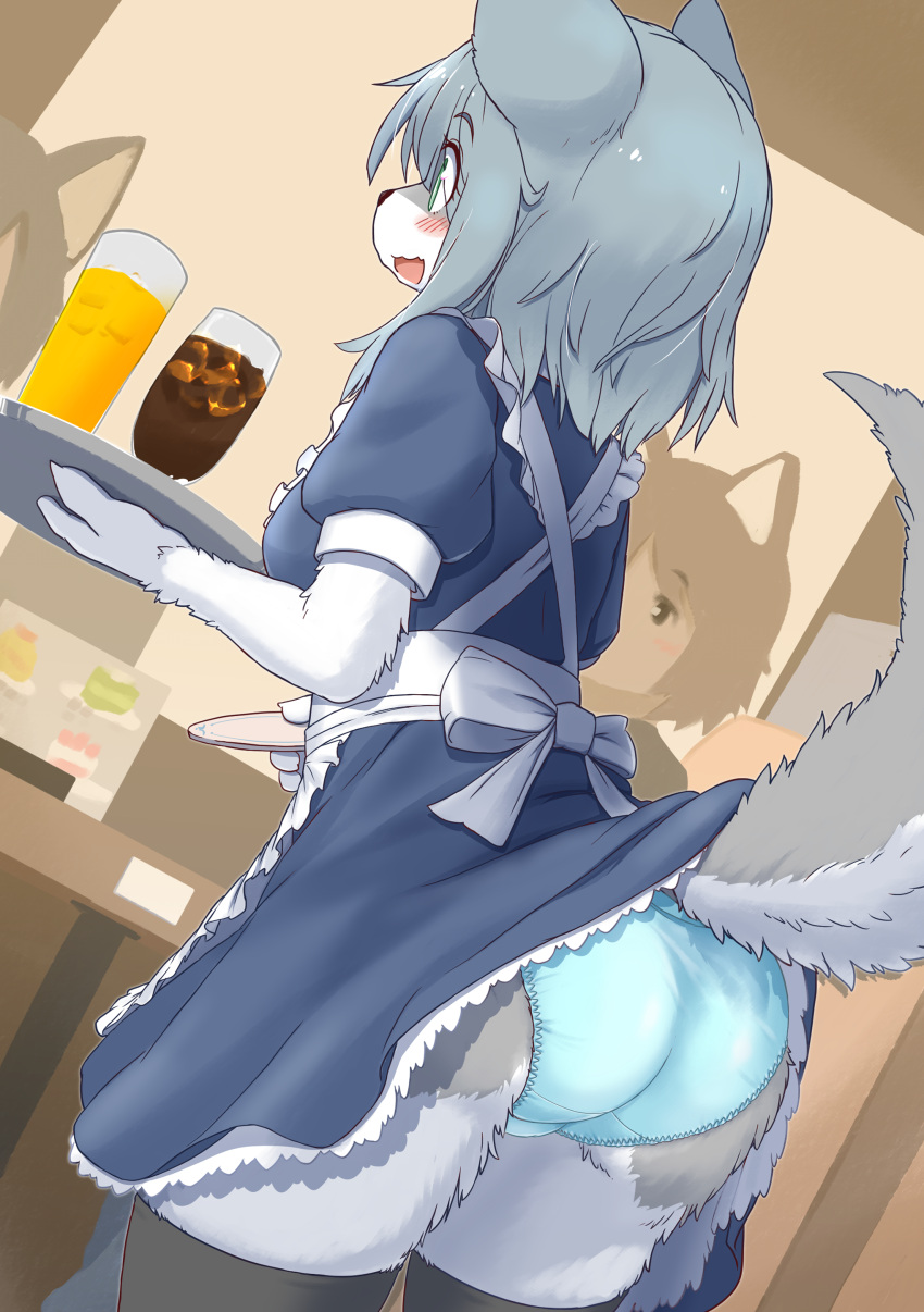 2021 absurd_res anthro beverage blue_clothing blue_panties blue_underwear blush breasts butt canid canine canis clothed clothing clothing_lift dress dress_lift female fingers footwear fur green_eyes grey_body grey_fur group hair hi_res inconvenient_tail kemono koorinezumi legwear maid_uniform mammal multicolored_body multicolored_fur open_mouth panties raised_tail snout solo_focus standing tail_upskirt thigh_highs tray trio tuft two_tone_body two_tone_fur underwear uniform upskirt white_body white_fur wolf
