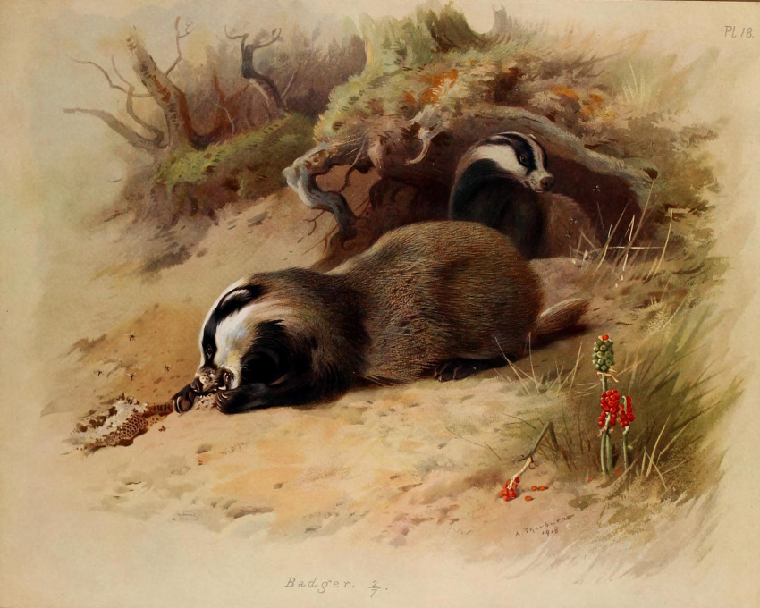 1918 20th_century 5:4 ambient_arthropod ambient_insect ambiguous_gender ancient_art archibald_thorburn arthropod badger black_body black_fur brown_body brown_fur claws detailed_background duo_focus eating english_text european_badger feral fur grass group hi_res insect mammal meles mustelid musteline nude open_mouth outside plant public_domain quadruped roots signature text traditional_media_(artwork) white_body white_fur
