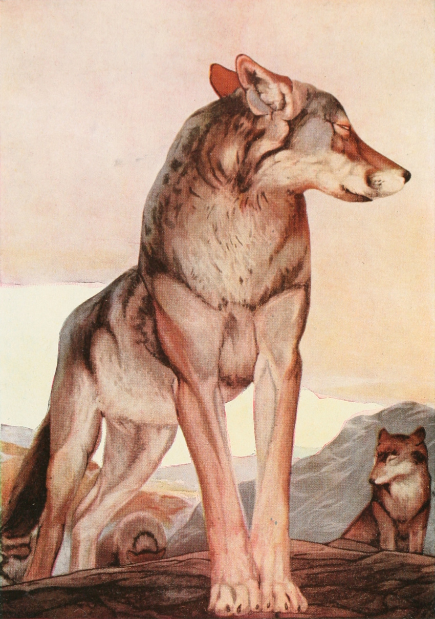 1895 19th_century akela ambiguous_gender ancient_art brown_body brown_fur canid canine canis digitigrade duo feral fur hi_res john_lockwood_kipling male mammal nude outside public_domain quadruped standing the_jungle_book traditional_media_(artwork) wolf