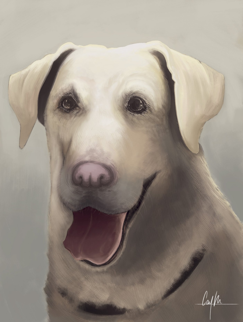 2017 ambiguous_feral ambiguous_gender beady_eyes black_eyes bust_portrait canid canine canis caymartworks collar digital_media_(artwork) digital_painting_(artwork) domestic_dog feral floppy_ears front_view fur grey_background hi_res looking_at_viewer mammal open_mouth pink_nose portrait simple_background solo tongue tongue_out whiskers white_body white_fur