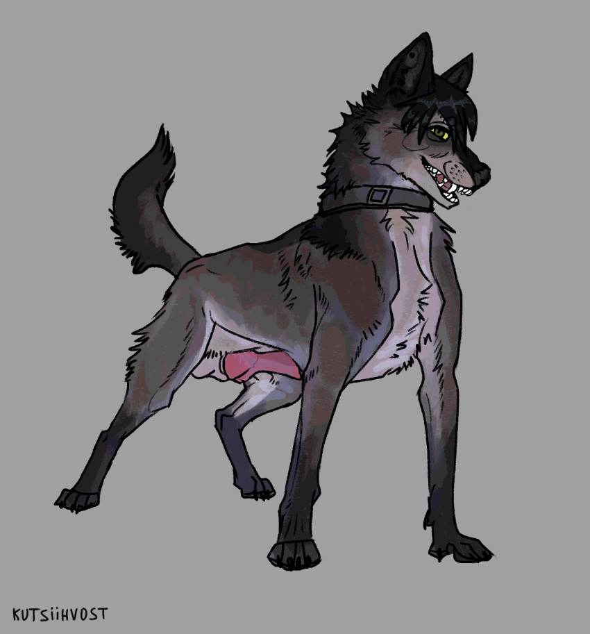 canid canine canis collar domestic_dog feral genitals hi_res kutsiihvost male mammal penis presenting solo wolf