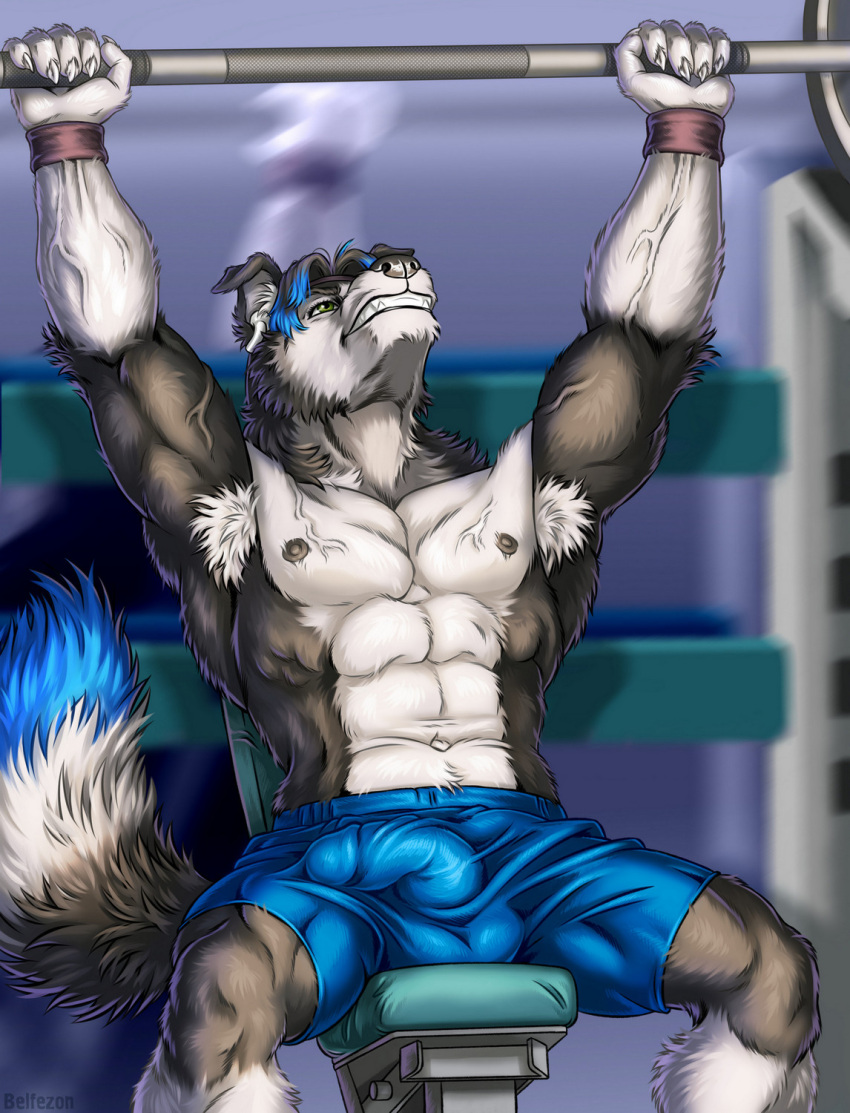 2022 5_fingers abs anthro armpit_hair athletic athletic_anthro athletic_male balls_outline belfezon bench_press black_body black_fur black_hair black_nose blue_highlights body_hair border_collie bottomwear bulge canid canine canis claws clenched_teeth clothed clothing collie digital_media_(artwork) domestic_dog exercise finger_claws fingers fur genital_outline gym hair herding_dog hi_res highlights_(coloring) humanoid_hands male mammal mason_(trivolmckenley) multicolored_body multicolored_fur muscular muscular_anthro muscular_male navel nipples pastoral_dog pecs penis_outline sheepdog shorts signature solo spread_legs spreading teeth topless topless_male two_tone_body two_tone_fur veiny_muscles weightlifting white_body white_fur workout wristband