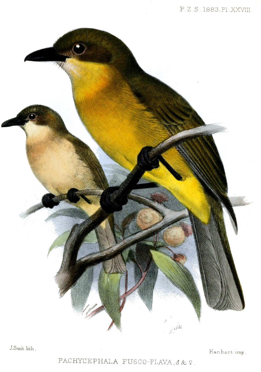 1883 19th_century absurd_res ancient_art avian beady_eyes beak biped bird branch duo feathered_wings feathers female feral hi_res joseph_smit leaf male no_sclera nude passerine public_domain scientific_name sitting tail_feathers text wings yellow-throated_whistler yellow_body yellow_feathers