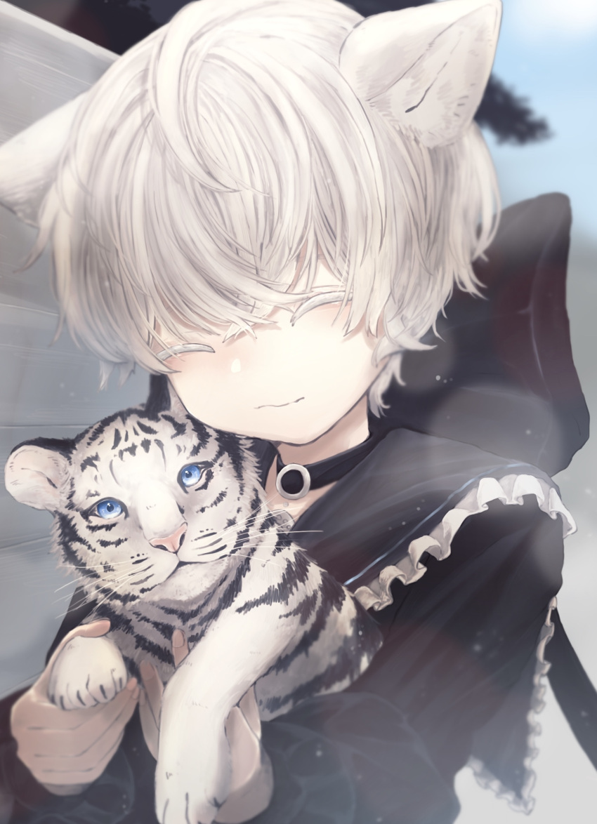 1boy absurdres animal_ears blush bow choker closed_eyes highres male_focus original pale_migi pale_skin ribbon smile stuffed_toy tiger tiger_ears white_hair white_tiger