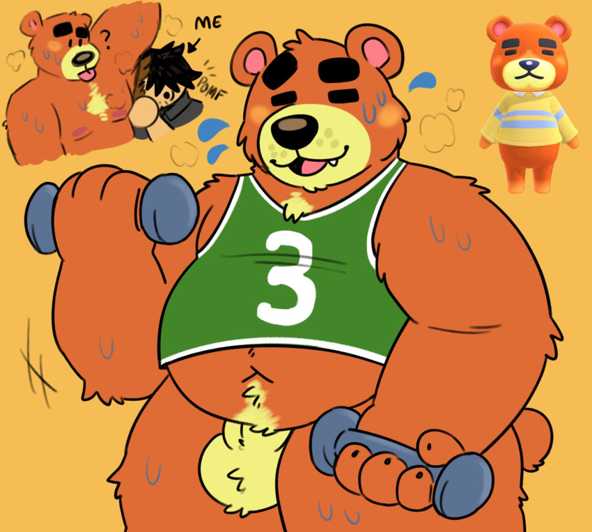 2022 animal_crossing anthro armpit_fetish armpit_hair belly bodily_fluids body_hair campfire_donut clothing duo exercise eyes_closed fur hi_res male mammal moobs navel nintendo nipples orange_body orange_fur overweight overweight_male shirt solo sweat teddy_(animal_crossing) tongue tongue_out topwear ursid video_games workout