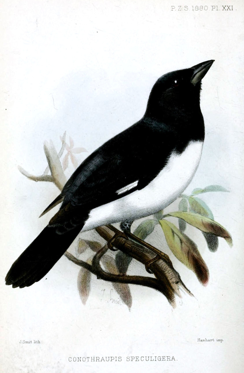 1880 19th_century absurd_res ancient_art avian beady_eyes beak biped bird black-and-white_tanager black_body black_feathers branch feathers feral hi_res joseph_smit leaf male multicolored_body multicolored_feathers no_sclera nude oscine passerine public_domain scientific_name sitting solo tail_feathers tanager text traditional_media_(artwork) two_tone_body two_tone_feathers white_body white_feathers