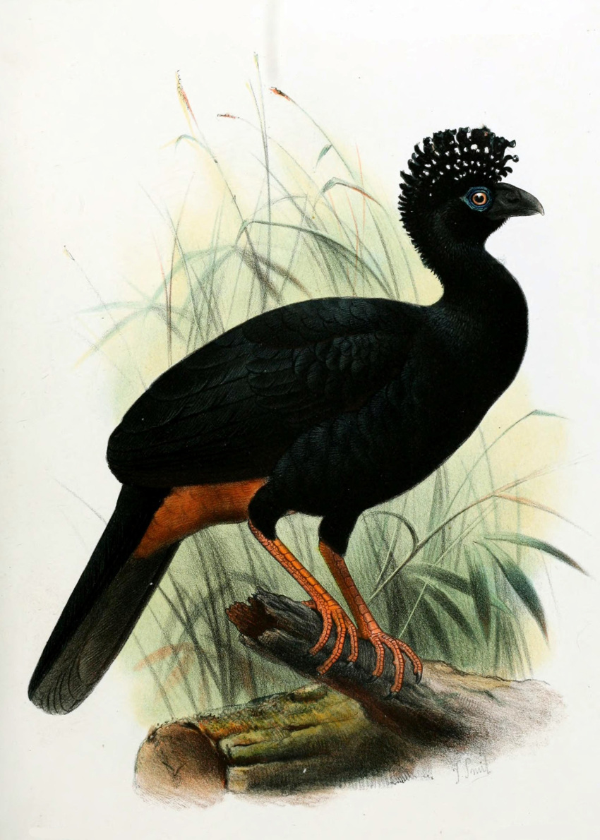 1885 19th_century absurd_res ancient_art avian biped bird black_body black_feathers cracid feathers female feral galliform hi_res joseph_smit no_sclera outside public_domain side_view solo standing traditional_media_(artwork) wattled_curassow