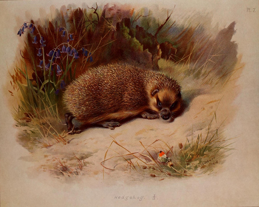 1918 20th_century ambient_arthropod ambient_insect ambiguous_gender ancient_art archibald_thorburn arthropod beady_eyes brown_body brown_fur english_text eulipotyphlan feral fur hedgehog hi_res insect looking_at_viewer mammal no_sclera nude outside plant public_domain quadruped signature solo spines text traditional_media_(artwork)