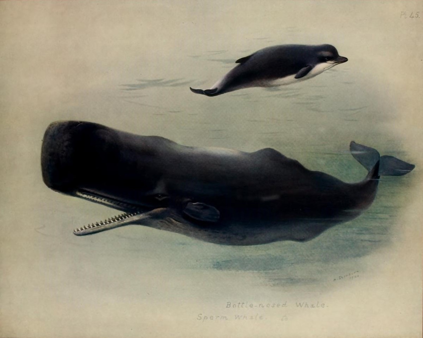20th_century 5:4 ambiguous_gender ancient_art archibald_thorburn beaked_whale black_body black_skin cetacean duo english_text feral fin mammal marine multicolored_body multicolored_skin northern_bottlenose_whale nude open_mouth physeteroid public_domain side_view simple_background sperm_whale tail_fin teeth text toothed_whale traditional_media_(artwork) two_tone_body two_tone_skin water white_body white_skin