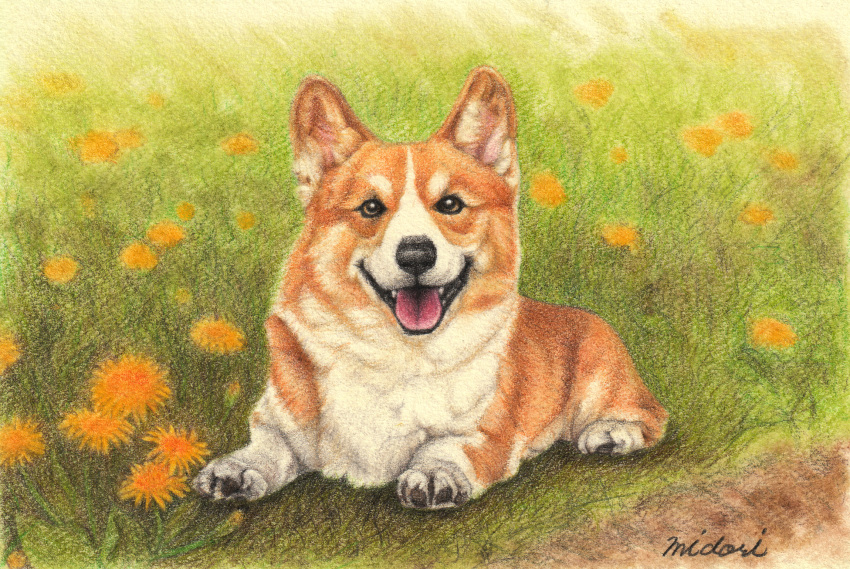 animal animal_focus colored_pencil_(medium) commentary_request daisy dirt dog flower foliage grass highres looking_at_viewer lying midori_(user_rfup2354) no_humans on_stomach original signature tongue tongue_out traditional_media welsh_corgi