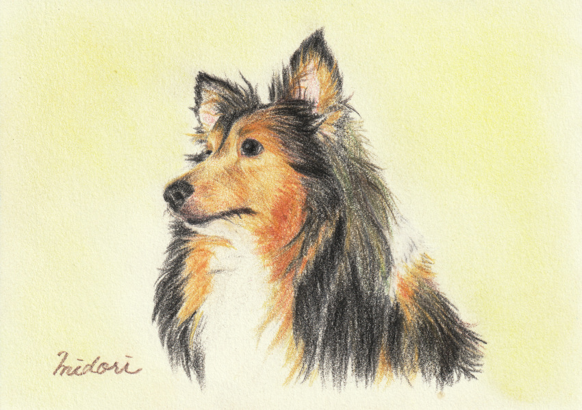 animal animal_focus black_eyes closed_mouth collie_(dog) colored_pencil_(medium) commentary dog highres looking_afar midori_(user_rfup2354) original pastel_(medium) signature simple_background traditional_media upper_body yellow_background