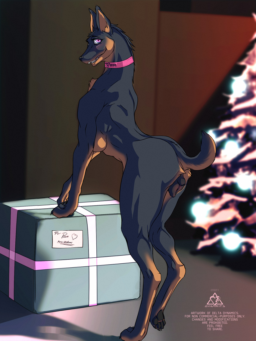 2021 3:4 absurd_res anatomically_correct anatomically_correct_genitalia anatomically_correct_pussy animal_genitalia animal_pussy black_body black_fur black_pawpads blush box breasts busty_feral butt canid canine canine_pussy canis christmas christmas_present christmas_tree collar container delta.dynamics digital_drawing_(artwork) digital_media_(artwork) dobermann domestic_dog english_text eyelashes female feral fur genitals hi_res holidays in_heat looking_at_viewer mammal one_paw_up pam_(delta.dynamics) pawpads paws pink_collar pinscher plant plump_labia presenting presenting_hindquarters presenting_pussy purple_eyes pussy raised_tail seductive semi-anthro side_boob solo tan_body tan_fur text tree