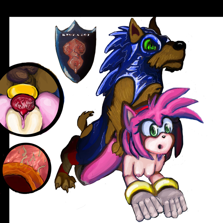 absurd_res accessory amy_rose anthro anthro_on_feral bestiality clothing cock_ring duo female feral genitals hi_res humanoid impregnation jewelry knot knotalot male male/female penis penis_accessory penis_jewelry rubber rubber_clothing rubber_suit sega sonic_the_hedgehog sonic_the_hedgehog_(series)