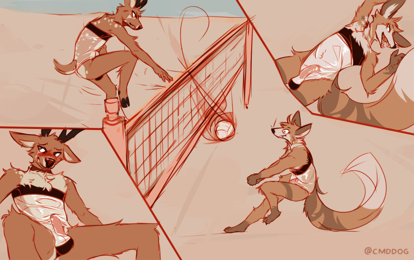 2022 anthro beach beach_volleyball blush canid canine canis cantio_(lawyerdog) cervid clothing coyote duo genitals gris_swimsuit hi_res lawyerdog male mammal meme meme_clothing one-piece_swimsuit panko_(lawyerdog) penis seaside sport swimwear translucent translucent_clothing translucent_swimwear volleyball volleyball_net