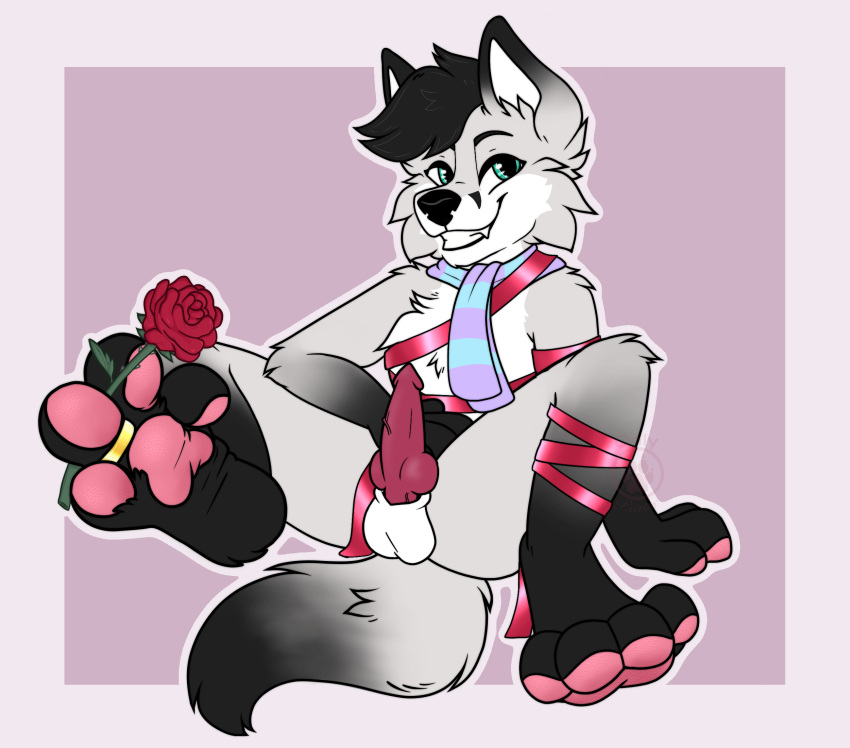 &lt;3 accessory animal_genitalia animal_penis anthro arctic_fox balls bdsm bedroom_eyes black_body black_fur black_hair black_nose blue_eyes bondage bound canid canine canine_penis cute_fangs digit_ring feet femmy_(femboyfoxxo) flower fluffy fluffy_tail foot_fetish foot_focus foot_play fox fur genitals glistening glistening_eyes glistening_hair grey_body grey_fur grin hair head_tuft hi_res hindpaw holidays inviting jewelry knot looking_at_viewer male mammal narrowed_eyes onlypaws pawpads paws penis plant presenting raised_leg ribbon_bondage ribbons ring rose_(flower) scarf seductive sheath sitting smile smiling_at_viewer solo solo_focus spread_legs spread_toes spreading teal_eyes teeth toe_curl toe_ring toes tuft valentine's_day vein veiny_penis white_body white_fur wrinkled_feet