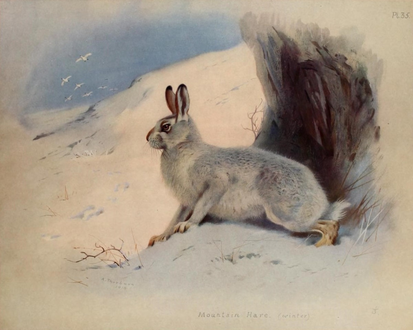 1919 20th_century 5:4 ambient_bird ambiguous_gender ancient_art archibald_thorburn avian bird detailed_background english_text feral fur grey_body grey_fur hare lagomorph leporid mammal mountain_hare no_sclera nude outside public_domain quadruped side_view signature snow solo text traditional_media_(artwork) winter winter_coat
