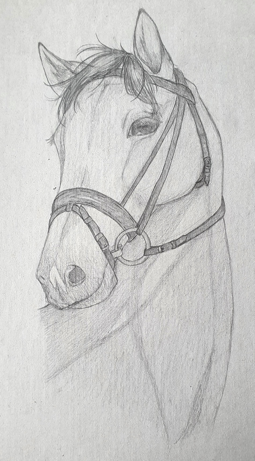 absurd_res ambiguous_gender black_hair bridle equid equine feral hair hi_res horse mammal mireina monochrome riding riding_tack solo traditional_media_(artwork)