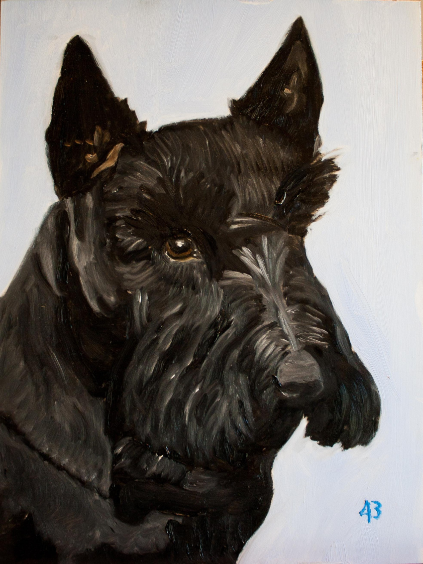 absurd_res ambiguous_gender black_body black_fur canid canine canis domestic_dog feral formal_art fur george_w._bush_(artist) glistening glistening_eyes hi_res hunting_dog looking_at_viewer mammal oil_painting_(artwork) painting_(artwork) realistic scottish_terrier shaded signature simple_background solo terrier traditional_media_(artwork)