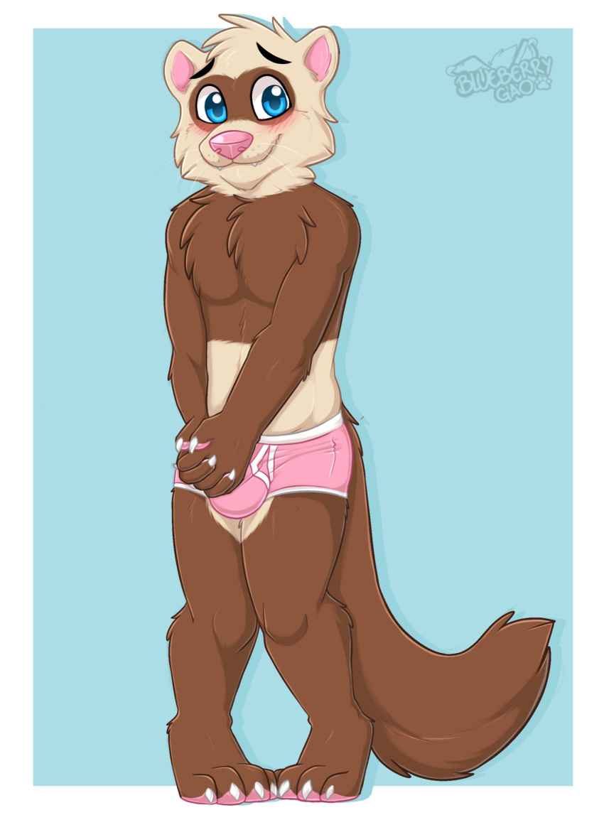 anthro balls_outline biped blue_background blue_eyes blush border boxer_briefs brown_body brown_fur bulge chest_tuft claws clothed clothing covering covering_self cute_fangs detailed_bulge domestic_ferret fur gaokun genital_outline hi_res inner_ear_fluff legs_together male mammal multicolored_body multicolored_fur mustela mustelid musteline nervous partially_clothed pawpads pink_clothing pink_inner_ear pink_nose pink_pawpads pink_underwear simple_background solo toe_claws true_musteline tuft two_tone_body two_tone_fur underwear whiskers white_body white_border white_ears white_fur