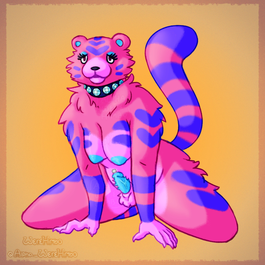 alpha_werehimbo animal_crossing anthro breasts claudia_(animal_crossing) collar felid fur genital_piercing genitals gynomorph hi_res intersex mammal nintendo pantherine penis penis_piercing piercing pink_body pink_fur slightly_chubby solo studded_collar tiger video_games