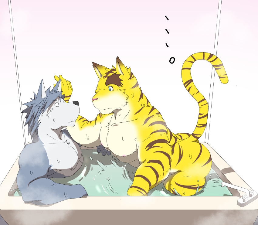 absurd_res anthro bath bathroom big_muscles blue_eyes blue_hair butt canid canine canis domestic_dog duo eye_contact felid hair heat_(disambiguation) hi_res husky kouya_(morenatsu) looking_at_another male male/male mammal morenatsu muscular nipples nordic_sled_dog nude pantherine pink_background rotton simple_background spitz splash surprised_expression text tiger torahiko_(morenatsu) video_games visual_novel water yellow_eyes