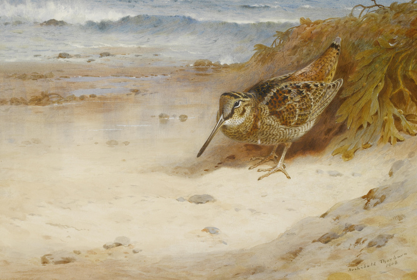 1908 20th_century 4_toes absurd_res ambiguous_gender ancient_art archibald_thorburn avian biped bird brown_body brown_feathers detailed_background english_text feathered_wings feathers feet feral hi_res long_beak nude outside painting_(artwork) public_domain seaweed signature solo species_request text toes traditional_media_(artwork) water watercolor_(artwork) wings