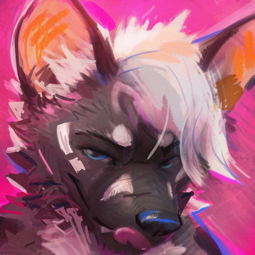 2021 abstract_background ambiguous_gender anthro black_body black_fur black_nose blue_eyes canid canine digital_media_(artwork) digital_painting_(artwork) fangs fur hair half-closed_eyes headshot_portrait hi_res inner_ear_fluff latrans mammal narrowed_eyes pink_background portrait simple_background smile solo tongue tongue_out tuft white_body white_fur white_hair