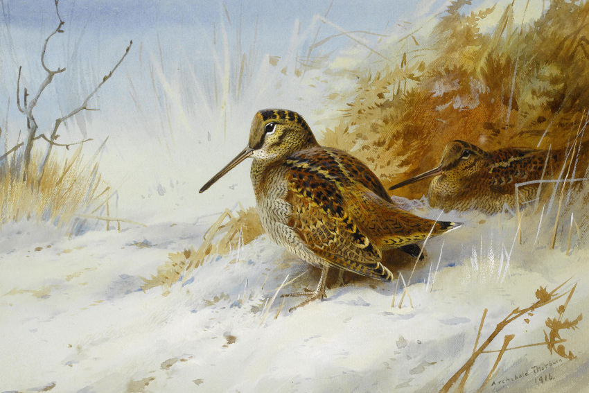 1916 20th_century absurd_res ambiguous_gender ancient_art archibald_thorburn avian biped bird brown_body brown_feathers duo feathered_wings feathers feral hi_res long_beak no_sclera nude outside painting_(artwork) plant public_domain sandpiper shorebird signature snow standing traditional_media_(artwork) watercolor_(artwork) wings woodcock