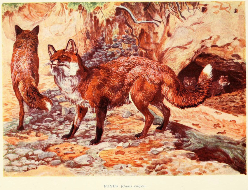 1903 20th_century ambiguous_gender ancient_art canid canine cave detailed_background digitigrade dipstick_tail english_text feral fox fur group harry_johnston mammal markings nude orange_body orange_fur public_domain quadruped red_fox standing tail_markings text traditional_media_(artwork) tree_root whiskers white_body white_fur