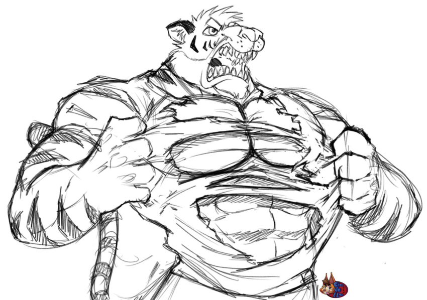 abs anthro biceps clothed clothing digital_media_(artwork) felid fur male mammal muscular muscular_anthro muscular_male nova_(derg-nova) open_mouth pantherine pecs rasmussen891 roaring shirt simple_background solo stripes t-shirt teeth tiger topwear torn_clothing