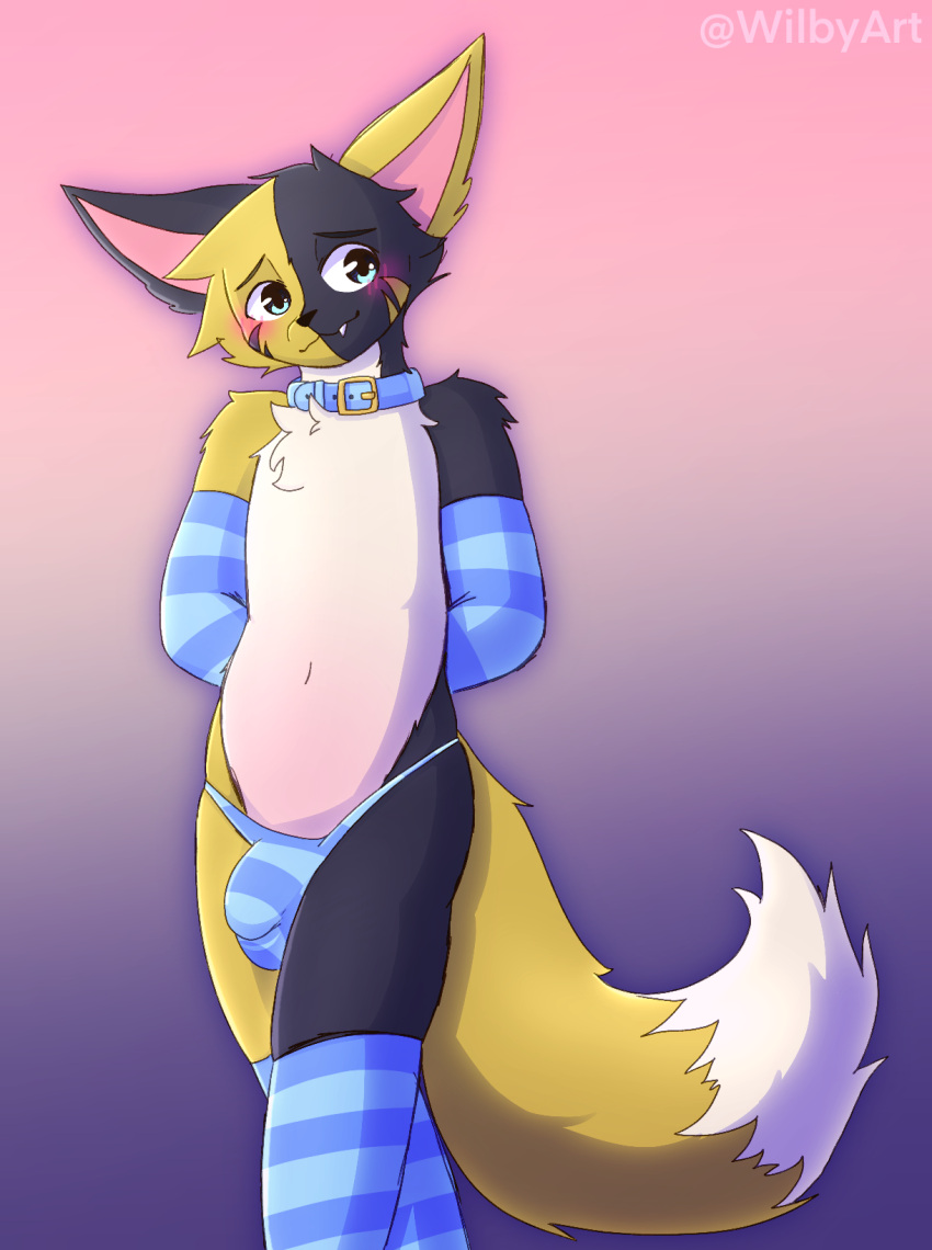 2022 anthro big_bulge big_ears biped black_body black_fur black_nose blue_clothing blue_collar blue_eyes blue_footwear blue_socks blue_thong blue_underwear blush blush_lines bulge canid canine clothed clothing collar countershade_fur countershade_torso countershading dipstick_tail domestic_cat felid feline felis footwear fox fur girly gloves handwear hi_res hybrid knee_highs knee_socks legwear male mammal markings multi_tone_body multi_tone_fur multicolored_body multicolored_fur partially_clothed pattern_clothing pattern_footwear pattern_legwear pattern_socks simple_background smile socks solo striped_clothing striped_footwear striped_legwear striped_socks stripes tail_markings thong underwear white_body white_fur wilby wilby_(character) yellow_body yellow_fur yellow_tail