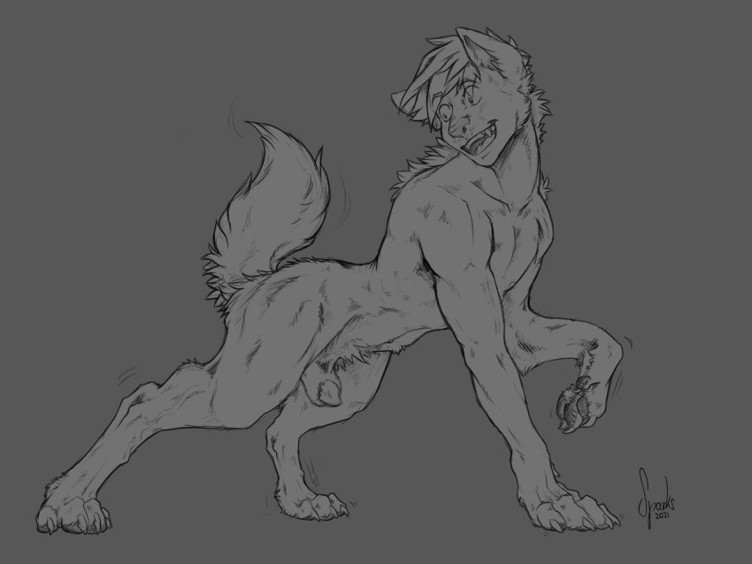 4:3 animal_genitalia canid canine canis claws crouching digitigrade fangs feral fur fur_growth genitals growth happy looking_back male mammal monochrome pawpads paws red_rocket semi-anthro sheath smile solo sparks_99 tail_growth transformation willing_transformation wolf