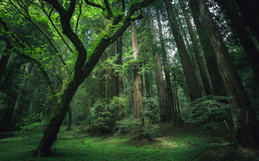 16:10 branch cloud forest forest_background green_leaves hi_res jungle jungle_background leaf nature nature_background outside plant simple_background sky tree tree_trunk trunk widescreen zero_pictured