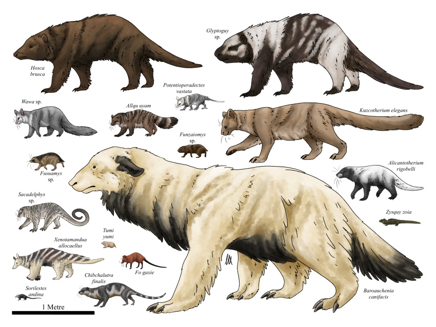 absurd_res allotheria black_body brown_body claws diagram dryolestid feral fictional_species hi_res mammal metatherian mottled mottled_body multituberculate pale_relics piebald piebald_body reptile scalie speculation synapsid tuatara white_body