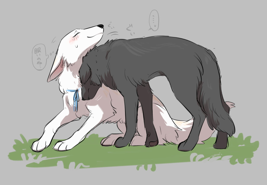 2024 ambiguous_gender berger_blanc_suisse bird_dog black_body black_fur black_nose black_tail blue_ribbon blush canid canine canis closed_smile cody_(tsukune_minaga) digital_media_(artwork) domestic_dog duo ears_down eyes_closed felicia_(tsukune_minaga) female_(lore) feral flat_coated_retriever floppy_ears fluffy fluffy_tail fur head_down head_on_head herding_dog hi_res hunting_dog japanese_text lop_ears male_(lore) mammal monotone_body monotone_fur mouth_closed neck_ribbon pastoral_dog pink_inner_ear pivoted_ears prick_ears quadruped retriever romantic romantic_couple smile speech_bubble tail text thought_bubble tsukune_minaga white_body white_fur white_tail