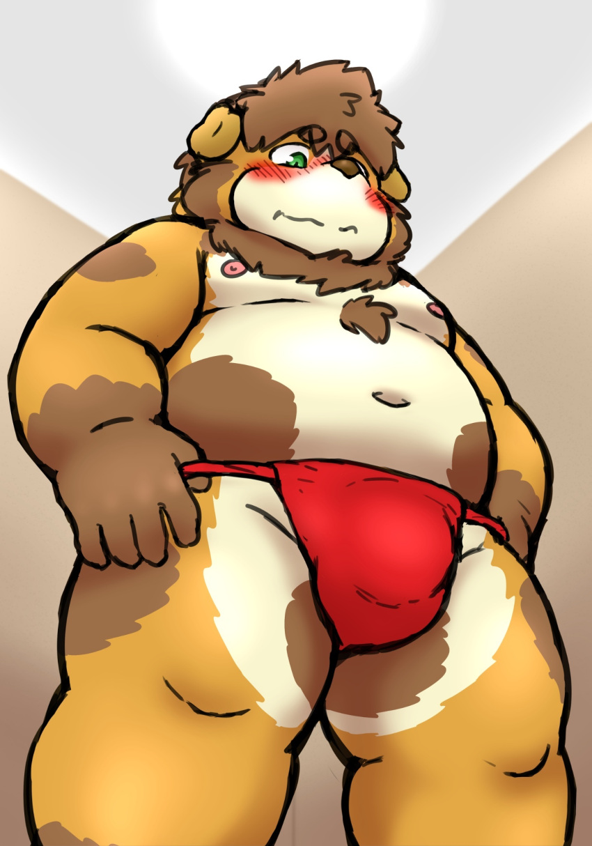 2022 anthro asian_clothing belly blush brown_body bulge canid canine canis clothing domestic_dog east_asian_clothing fundoshi green_eyes hi_res humanoid_hands japanese_clothing kemono male mammal moobs navel nipples overweight overweight_male red_clothing red_fundoshi red_underwear reddo12340 solo underwear young