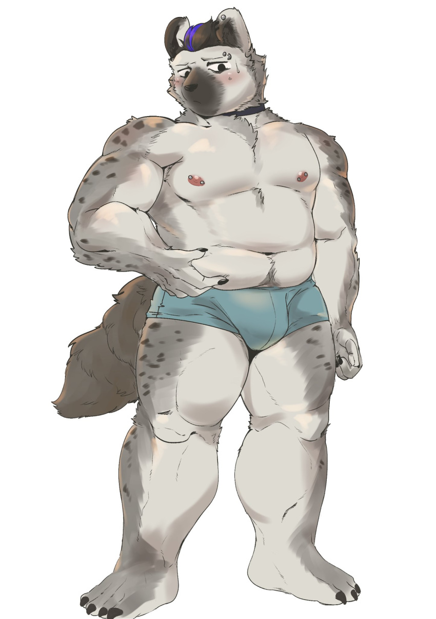 2024 anthro areola arknights blush bulge bunny_stream clothed clothing eyebrow_piercing facial_piercing fur grey_body grey_fur hair hi_res hyena hypergryph male mammal markings muscular muscular_anthro muscular_male nipple_piercing nipples piercing pubes solo spot_(arknights) spots spotted_body spotted_fur spotted_hyena studio_montagne tail underwear underwear_only