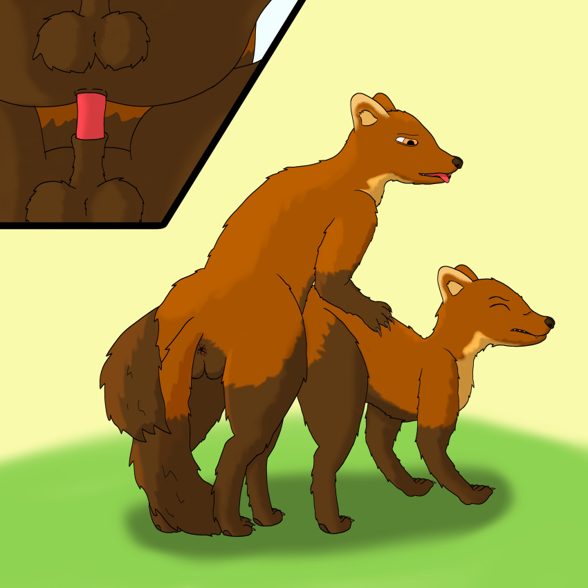 1:1 absurd_res anal anal_penetration doggystyle duo feral feral_on_feral from_behind_position gulonine hi_res male male/male male_penetrated male_penetrating male_penetrating_male mammal marten mustelid musteline nomatob penetration pine_marten sex simple_background