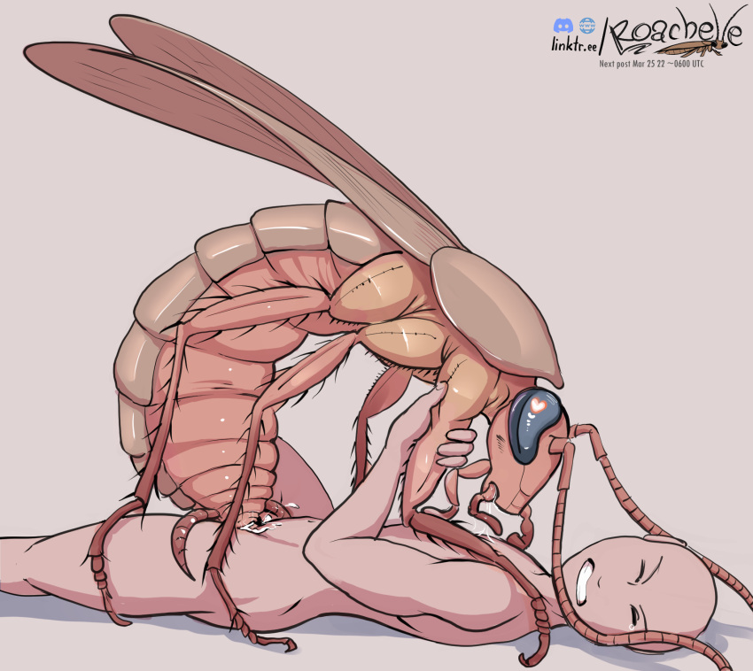 &lt;3 &lt;3_eyes antennae_(anatomy) arthropod arthropod_abdomen arthropod_abdomen_genitalia arthropod_abdomen_penetration arthropod_abdomen_pussy bestiality blattodea bodily_fluids body_hair brown_body clenched_teeth cockroach compound_eyes cowgirl_position cum cum_in_pussy cum_inside duo eyes_closed feelers female feral from_front_position genital_fluids genitals grey_background hi_res holding_leg human human_on_feral insect interspecies leg_hair lying male male/female mammal multi_limb on_back on_bottom on_top open_mouth orange_body penetration pussy red_body roachelle saliva sex shadow signature simple_background tan_body tan_skin teardrop tears teeth text url wings