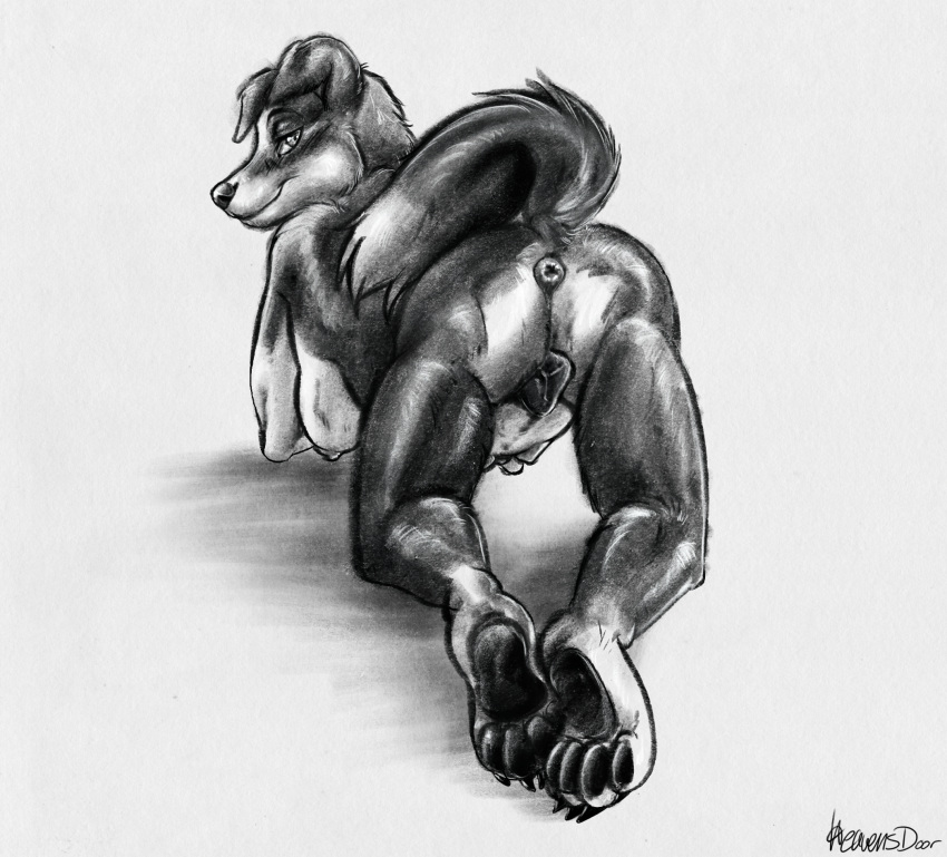 alex_(frostybits) all_fours anatomically_correct anatomically_correct_genitalia animal_genitalia animal_pussy anthro anus breasts butt canid canine canis collie domestic_dog female fur genitals heavensdoor herding_dog hi_res invalid_tag looking_at_viewer mammal multi_breast nipples nude pastoral_dog presenting presenting_anus puffy_anus pussy sheepdog smile solo spade