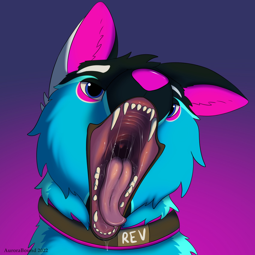 2022 absurd_res ambiguous_gender anthro aurorabound black_body black_fur blue_body blue_eyes blue_fur bodily_fluids canid canine collar dripping drooling eyebrows fox fur headshot_portrait hi_res inner_ear_fluff looking_at_viewer mammal markings mouth_shot neon open_mouth oral_vore pink_body pink_collar pink_ears pink_fur pink_markings pink_nose portrait saliva saliva_drip saliva_on_tongue saliva_string salivating solo teeth_showing tongue tongue_out tuft vore white_eyebrows