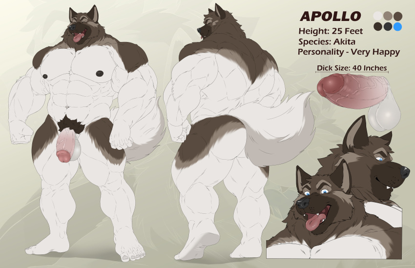 5_fingers 5_toes abs absurd_res akita anthro apollo_(jakewolf00) balls big_muscles black_nose blep blue_eyes brown_body brown_fur butt canid canine canis domestic_dog eyes_closed feet fingers fist flaccid fur genitals happy hi_res huge_muscles humanoid_feet humanoid_genitalia humanoid_hands humanoid_penis male mammal model_sheet multicolored_body multicolored_fur muscular nipples nude penis pubes quads solo spitz taighet_28 teeth toes tongue tongue_out vein white_body white_fur