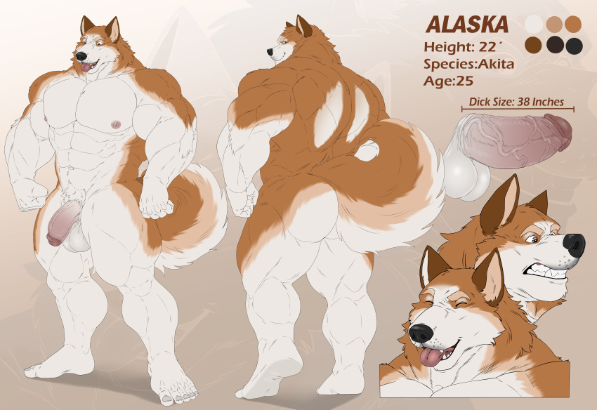 5_fingers 5_toes abs absurd_res akita alaska_(jakewolf00) anthro balls biceps big_muscles black_nose brown_body brown_ears brown_eyes brown_fur butt canid canine canis domestic_dog feet fingers fist flaccid fluffy fluffy_tail fur genitals hi_res huge_muscles humanoid_feet humanoid_genitalia humanoid_hands humanoid_penis male mammal model_sheet multicolored_body multicolored_fur muscular nipples pecs penis quads solo spitz taighet_28 teeth toes tongue tongue_out vein veiny_penis