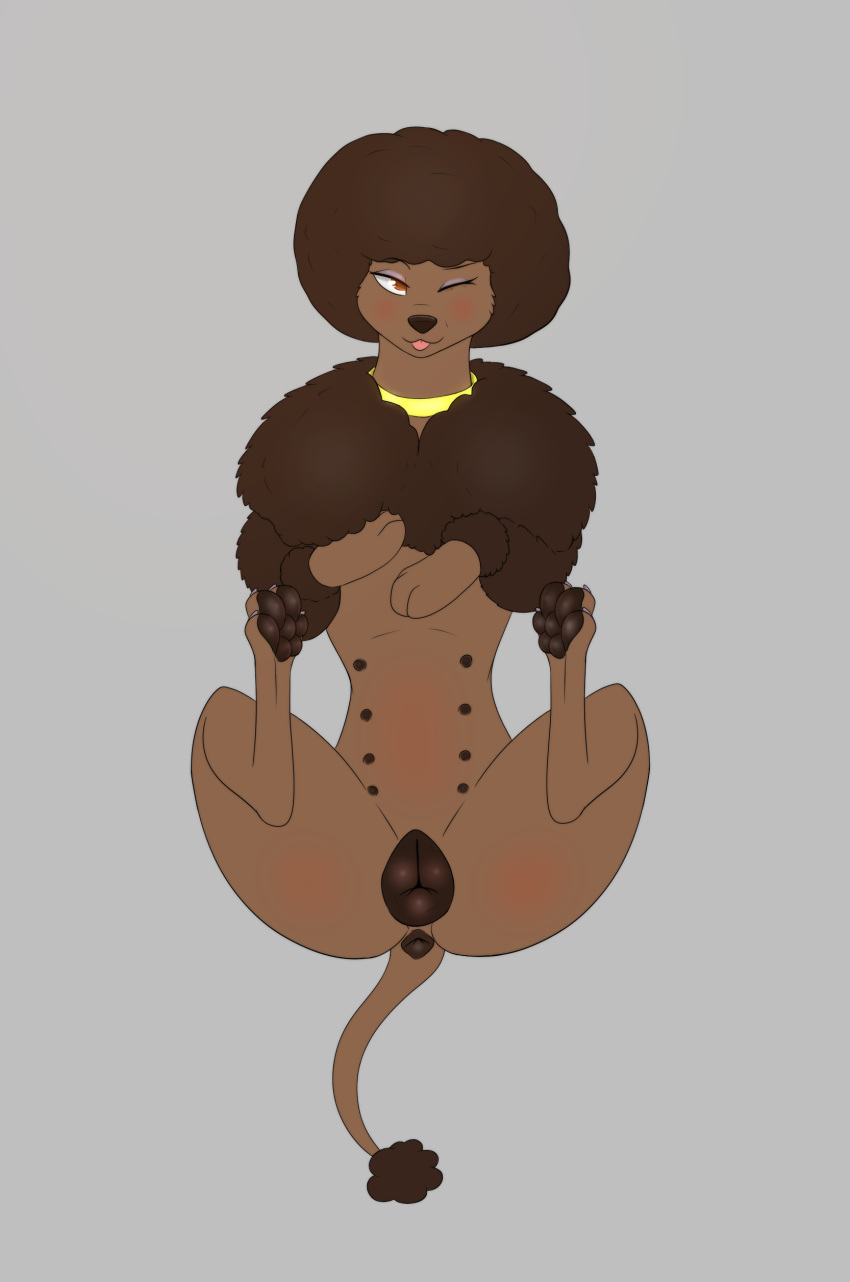 2022 8_nipples absurd_res afro anatomically_correct anatomically_correct_anus anatomically_correct_genitalia anatomically_correct_pussy animal_genitalia animal_pussy anus blush brown_anus brown_eyes brown_hair brown_pawpads brown_pussy butt canid canine canine_pussy canis digital_drawing_(artwork) digital_media_(artwork) domestic_dog eyelashes eyeshadow female feral fur genitals hair hi_res kaze~inu makeup mammal multi_nipple nipples one_eye_closed pawpads paws poodle presenting presenting_anus presenting_hindquarters presenting_pussy pussy simple_background solo spread_legs spreading